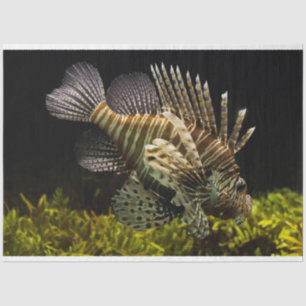 aquarium lionfish tissue paper