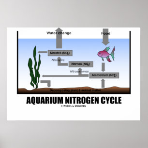 Aquarium Nitrogen Cycle (Ecology) Poster