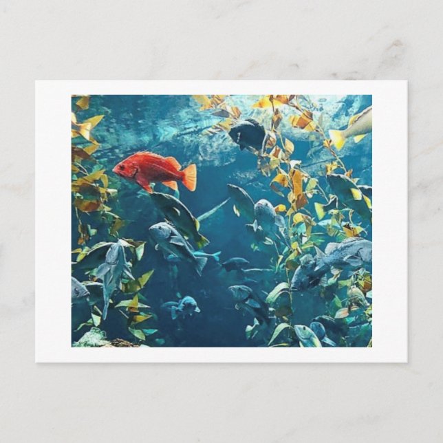 Aquarium Postcards (Front)