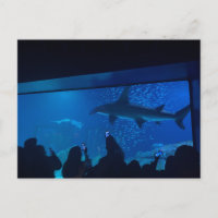 Aquarium Shark Tank Exhibit