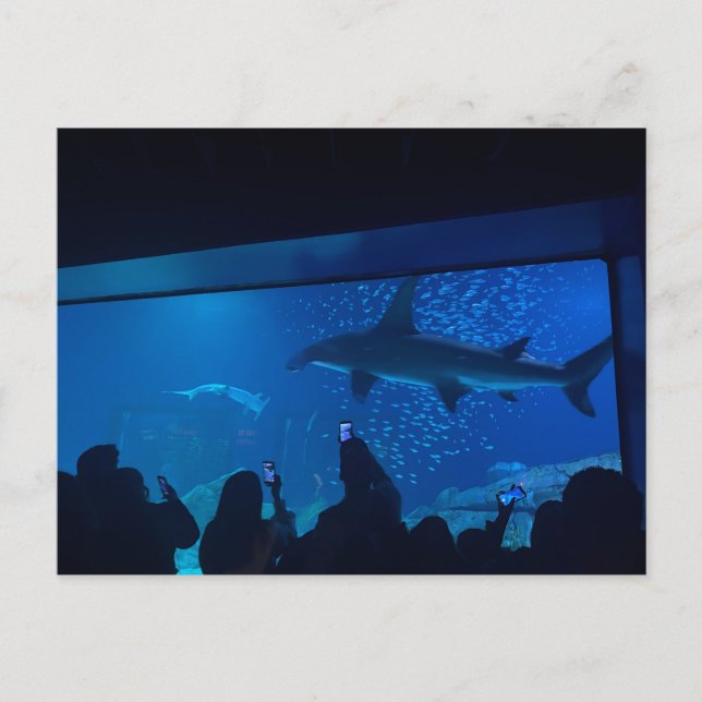 Aquarium Shark Tank Exhibit  Postcard (Front)