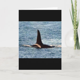Aquarius Orca Customisable West Coast Killer Whale Card