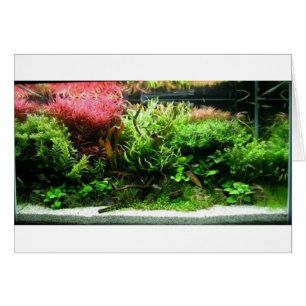 Aquascape