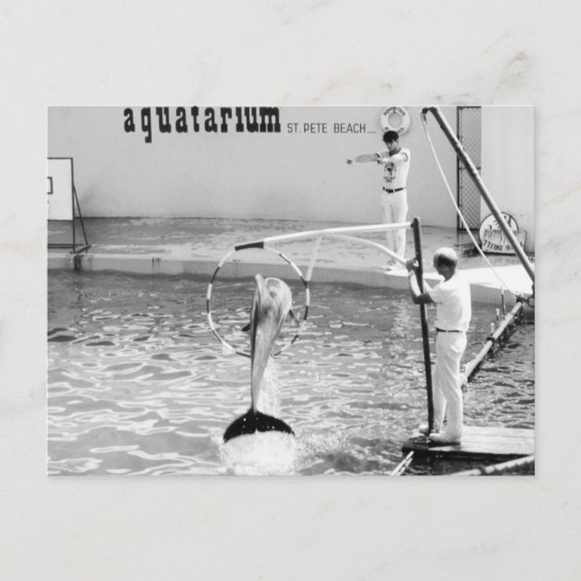 Aquatarium St. Pete Beach Florida, Dolphin Postcard (Front)