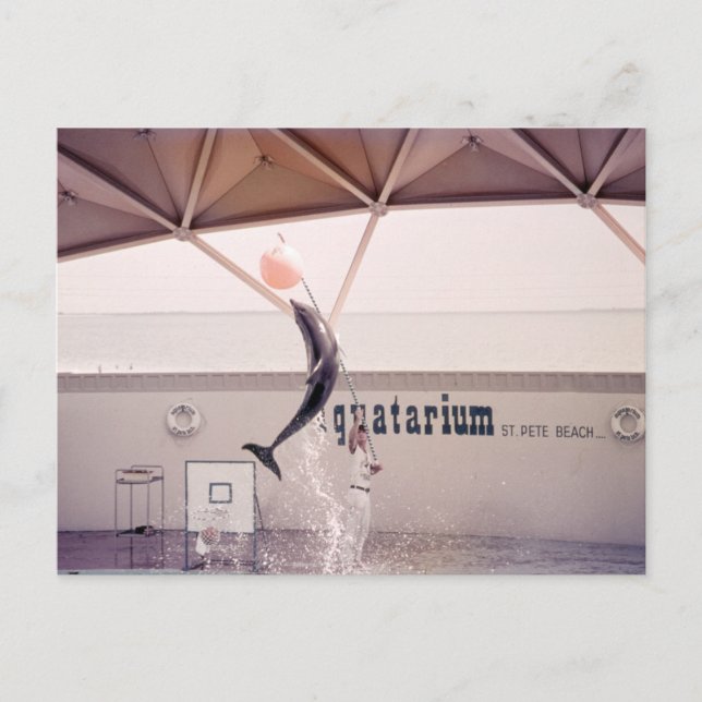 Aquatarium St Pete Beach Floride Carte postale (Devant)