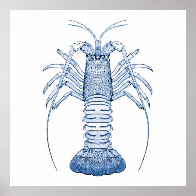 Aquatic Art ~ Lobsters Poster (Front)