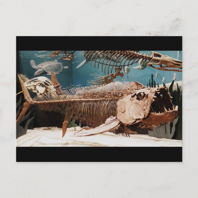 Aquatic Dino Postcard (Front)