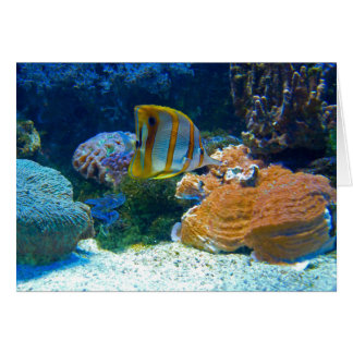Aquatic Lanscape