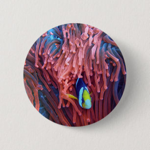 Aquatic Nautical Photos Marine Animal Photography 2 Inch Round Button