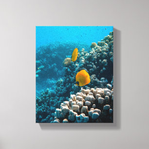 Aquatic Nautical Photos Marine Animal Photography Canvas Print