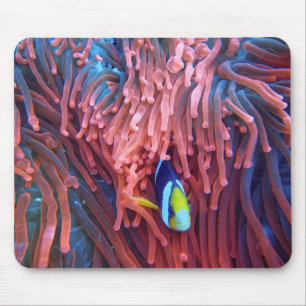 Aquatic Nautical Photos Marine Animal Photography Mouse Pad