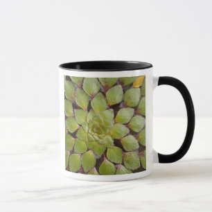 Aquatic Plants Rupununi, Guyana. Mug