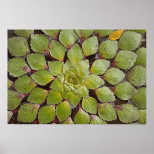 Aquatic Plants Rupununi, Guyana. Poster