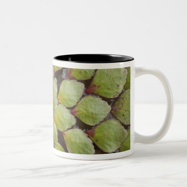 Aquatic Plants Rupununi, Guyana. Two-Tone Coffee Mug (Right)