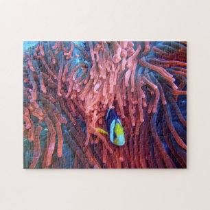 Aquatic Puzzles Nautical Photos Marine Fish Puzzle