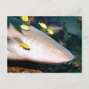 aquatic scenes Sharks Postcard