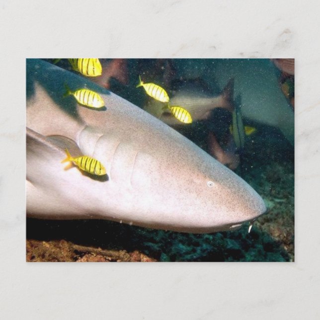 aquatic scenes Sharks Postcard (Front)