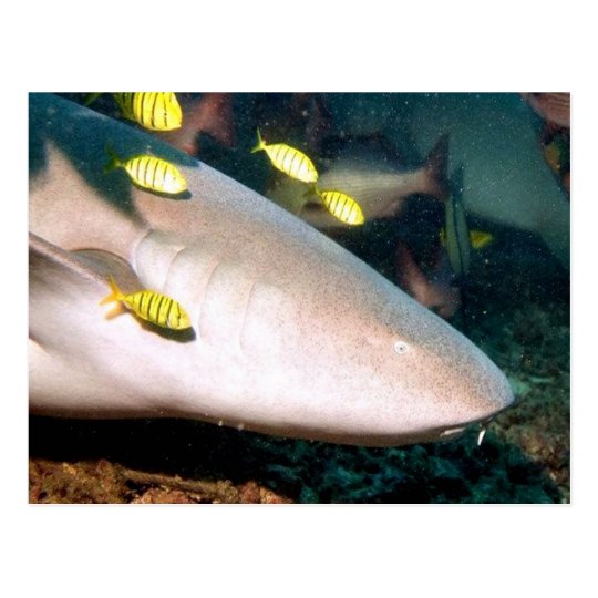 aquatic scenes Sharks Postcard