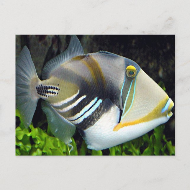 aquatic scenes trigger fish postcard (Front)
