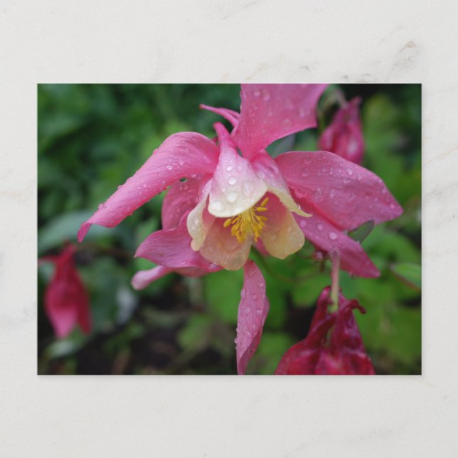 Aquilegia after the rain postcard (Front)