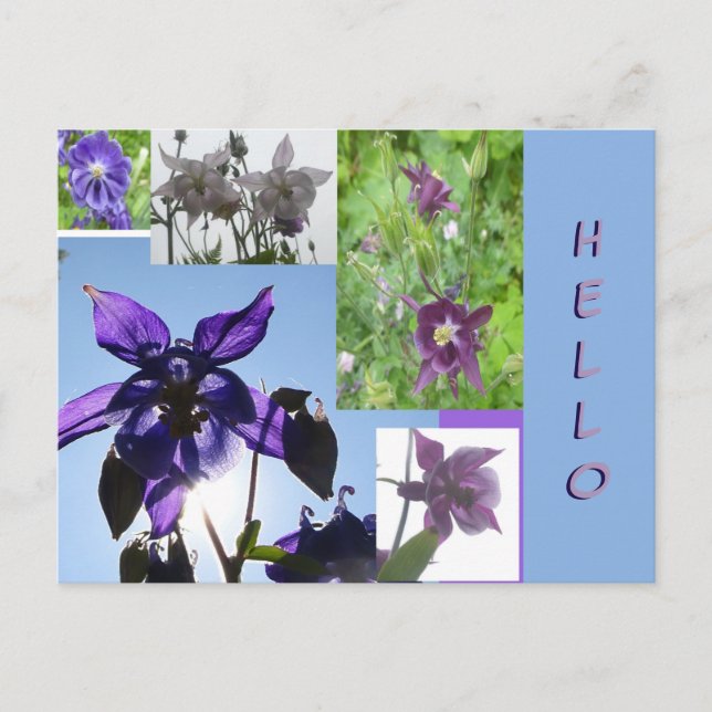 Aquilegia Collage Cust. Text & BG HELLO Postcard (Front)