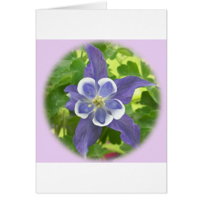 Aquilegia Columbine Flower Card (Front)
