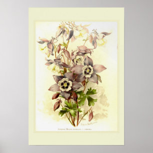 Aquilegia Poster
