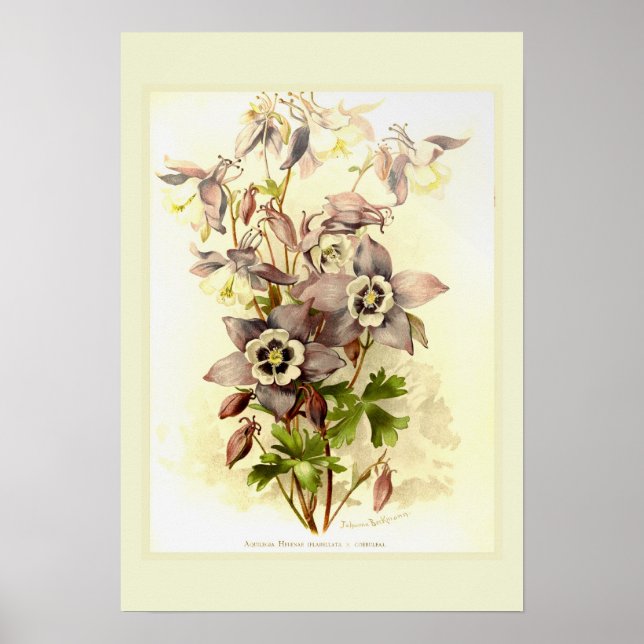 Aquilegia Poster (Front)