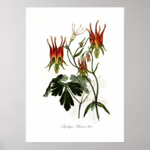 Aquilegia skinneri poster
