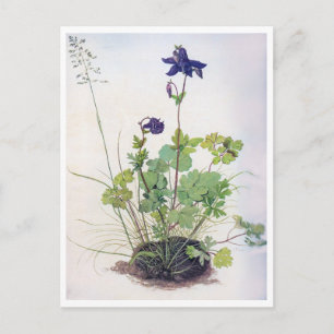 Aquilegia vulgaris Flower, Albrecht Durer Postcard