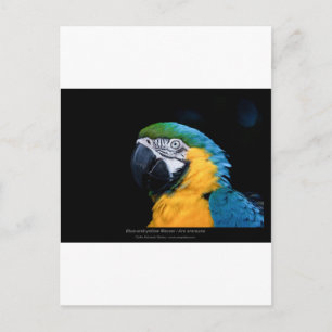 Ara ararauna - Blue-and-yellow Macaw  01 Postcard