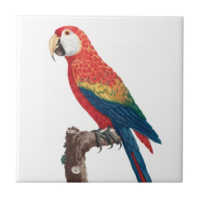 Ara Canga Parrot Tile (Front)
