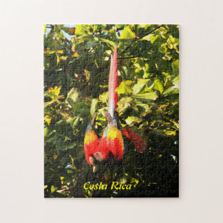 Ara d'écarlate de puzzle