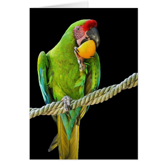 Ara Militaris Green Parrot (Front)