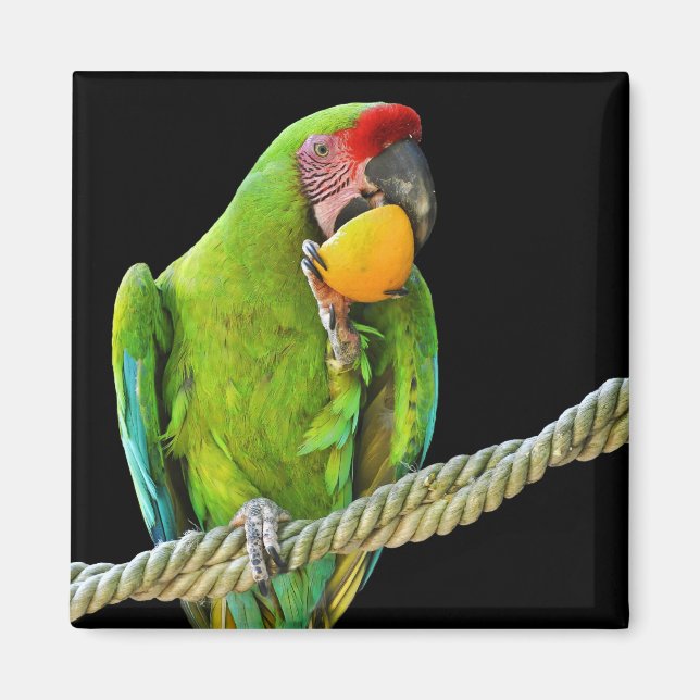 Ara Militaris Green Parrot Magnet (Front)