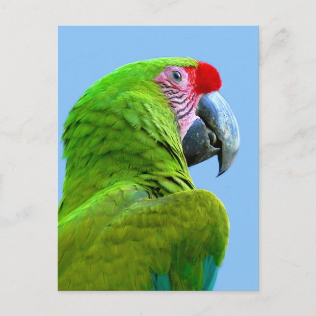 Ara Militaris Green Parrot Postcard (Front)