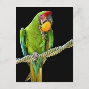 Ara Militaris Green Parrot Postcard