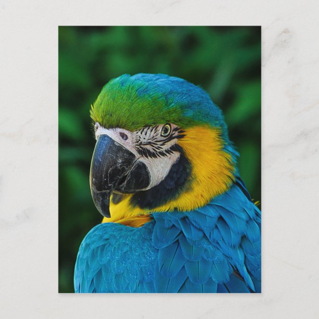 Ara Parrot Postcard (Front)
