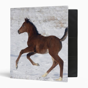Arab Foal in the Snow Binder