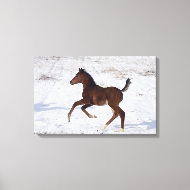 Arab Foal in the Snow Canvas Print (Front)