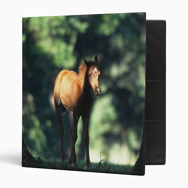 Arab Foal in the Trees Binder (Front/Inside)