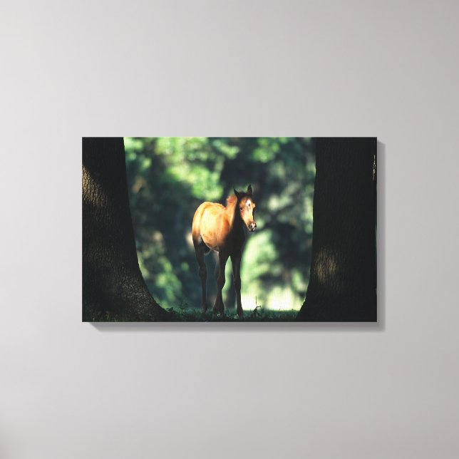 Arab Foal in the Trees Canvas Print (Front)