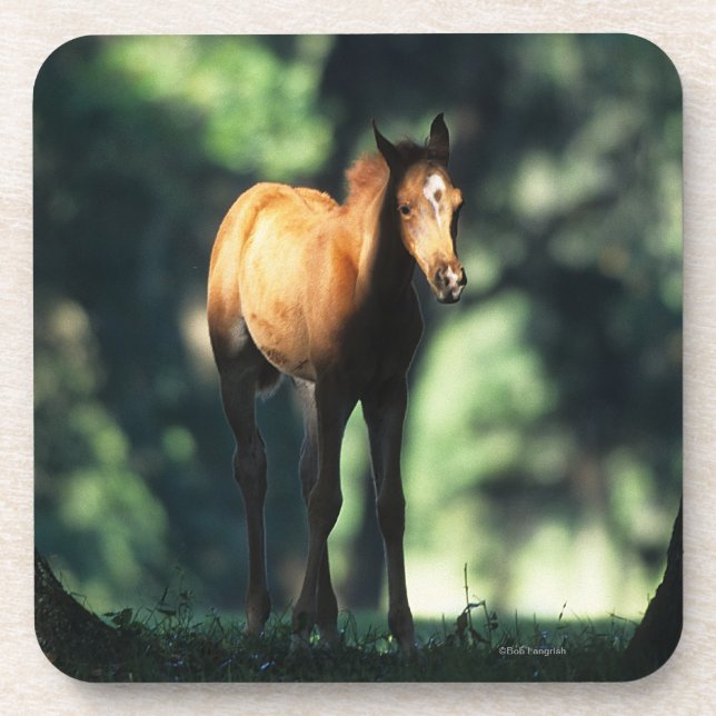 Arab Foal in the Trees Coaster (Front)