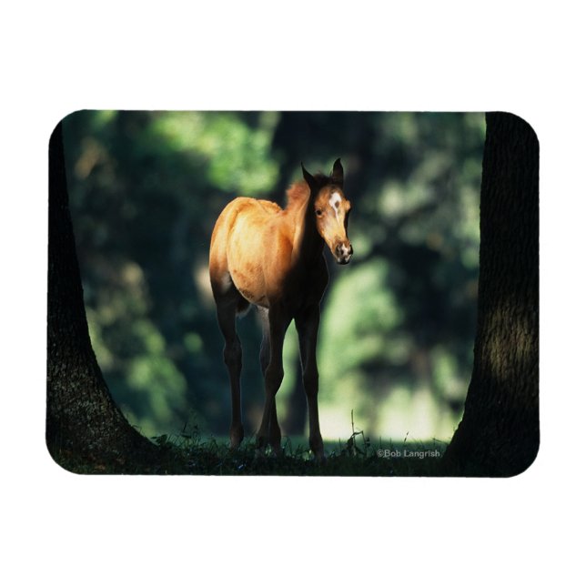 Arab Foal in the Trees Magnet (Horizontal)
