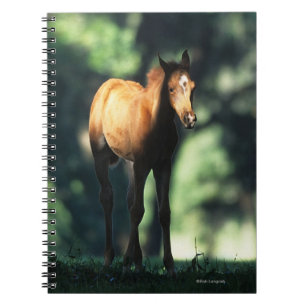 Arab Foal in the Trees Notebook