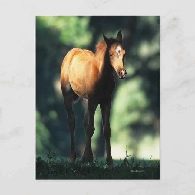 Arab Foal in the Trees Postcard (Front)