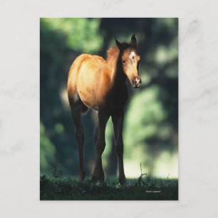 Arab Foal in the Trees Postcard