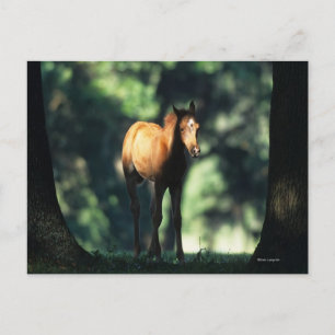 Arab Foal in the Trees Postcard