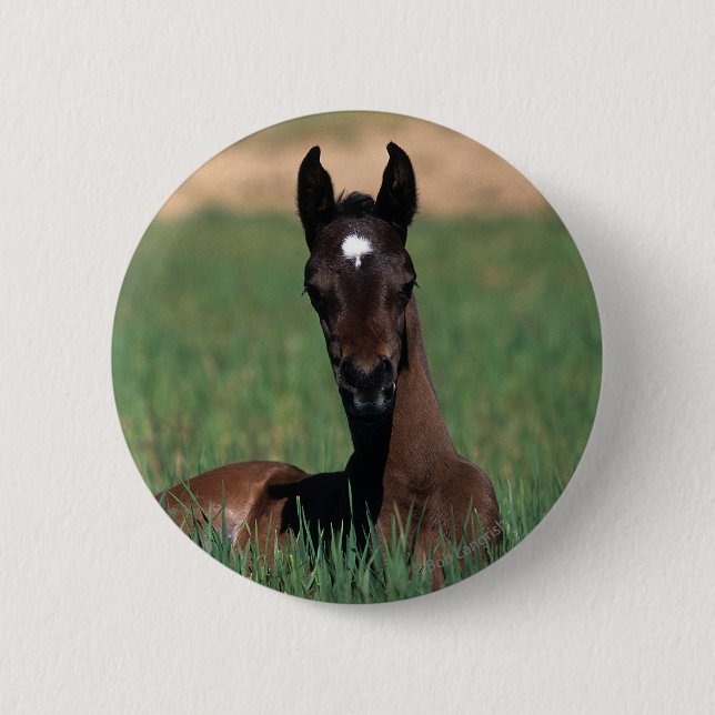 Arab Foal Laying Down 2 Inch Round Button (Front)