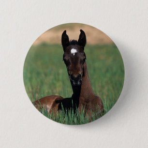 Arab Foal Laying Down 2 Inch Round Button